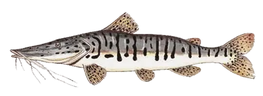 Surubí, (Catfish)